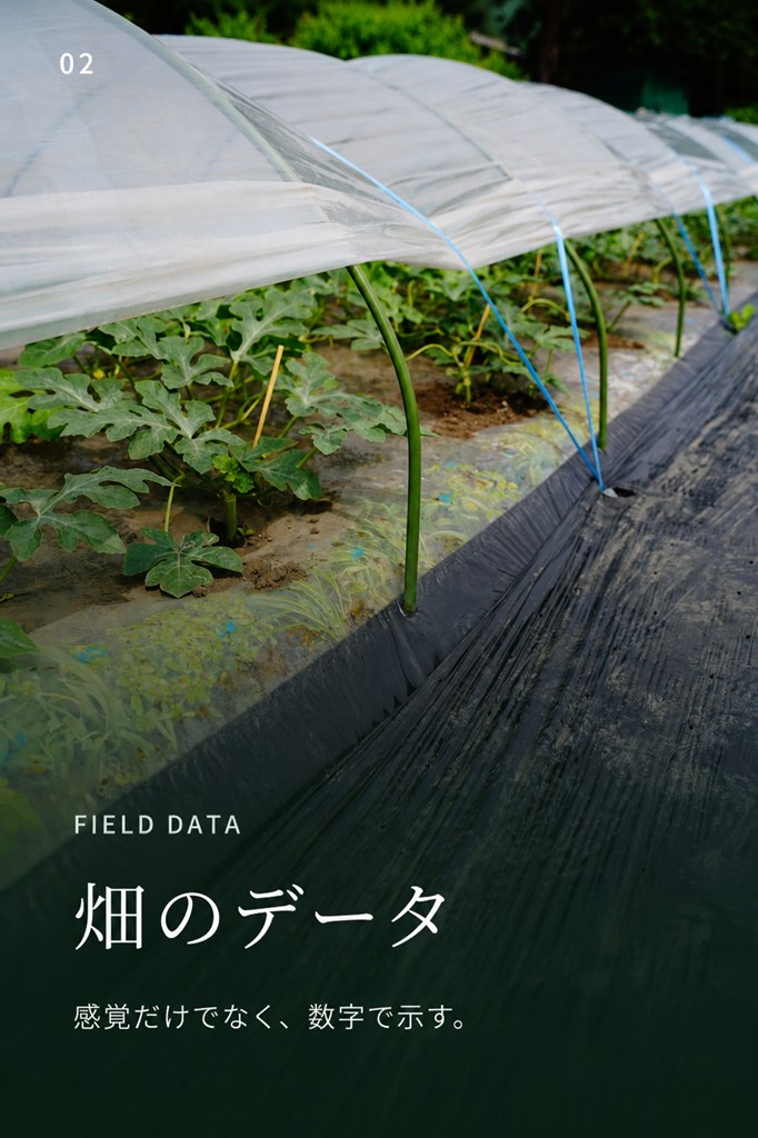 栽培中のスイカ畑