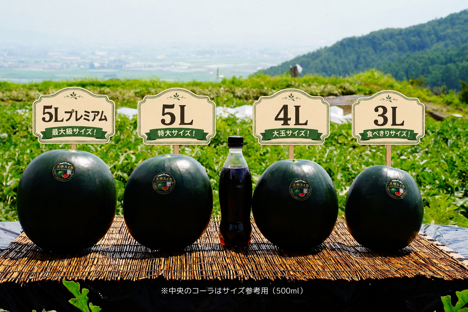 5Lプレミアム、5L、4L、3Lの波田産スイカのサイズ比較